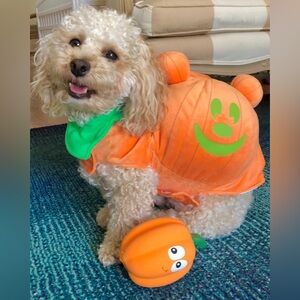 Mickey Pumpkin Dog Costume - Disney brand